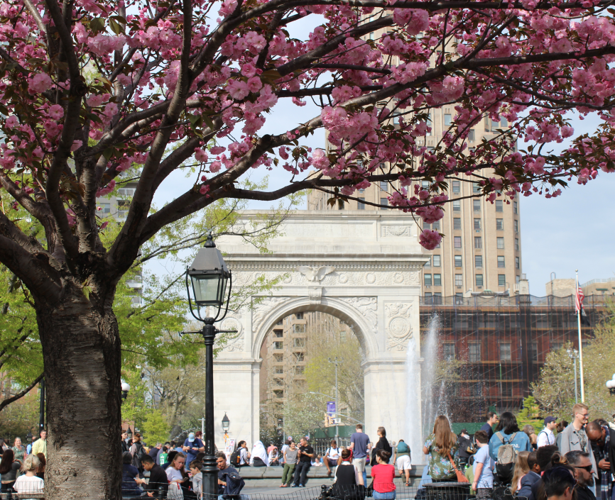 NYU Stern Alumni Washington Square Park in summer