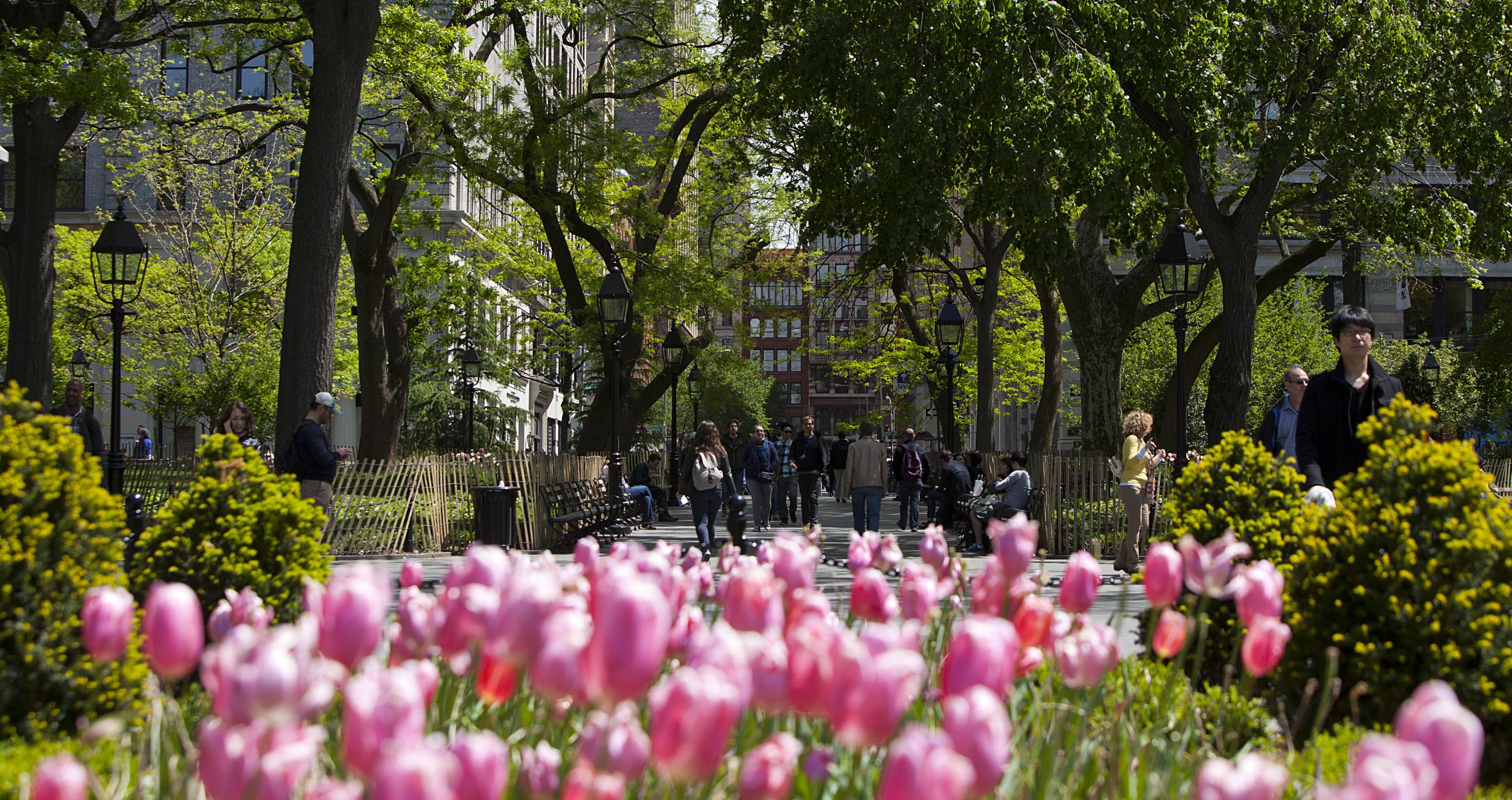 Tulips in Washington Square Park