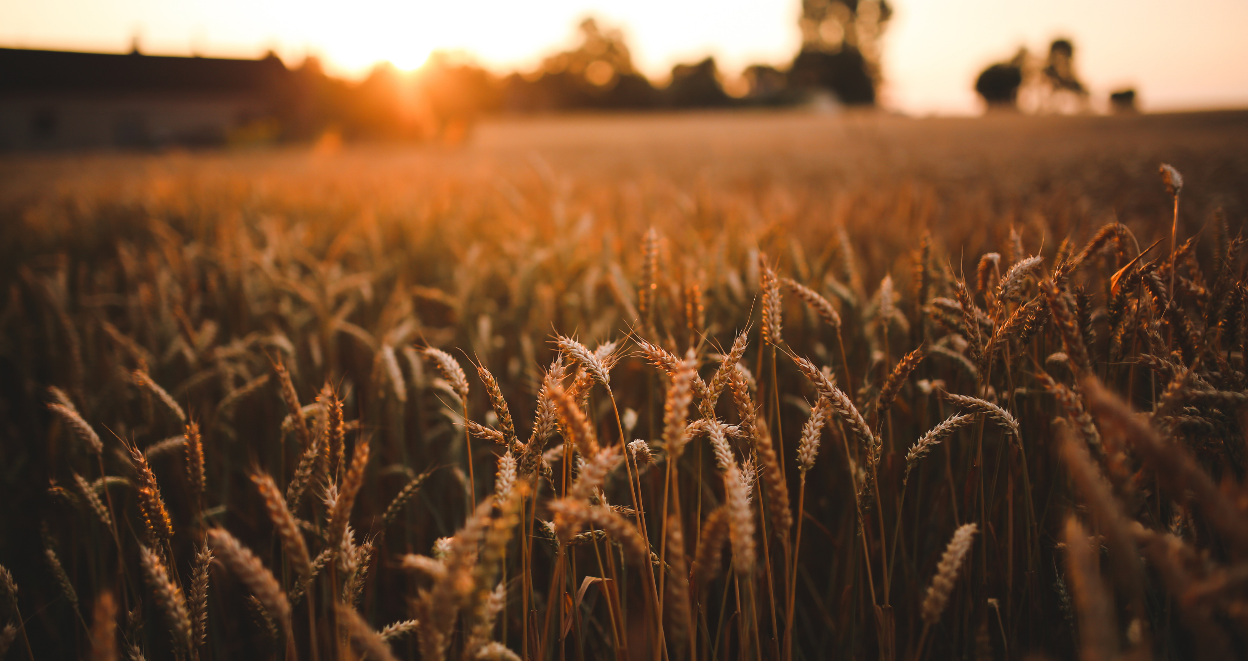 Field of wheat