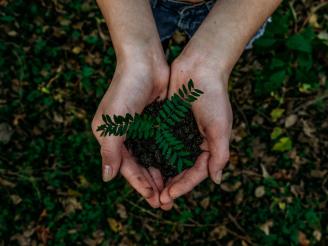 Hands holding a plant in soil