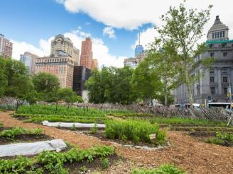 urban farm